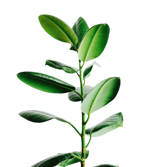 planta verde
